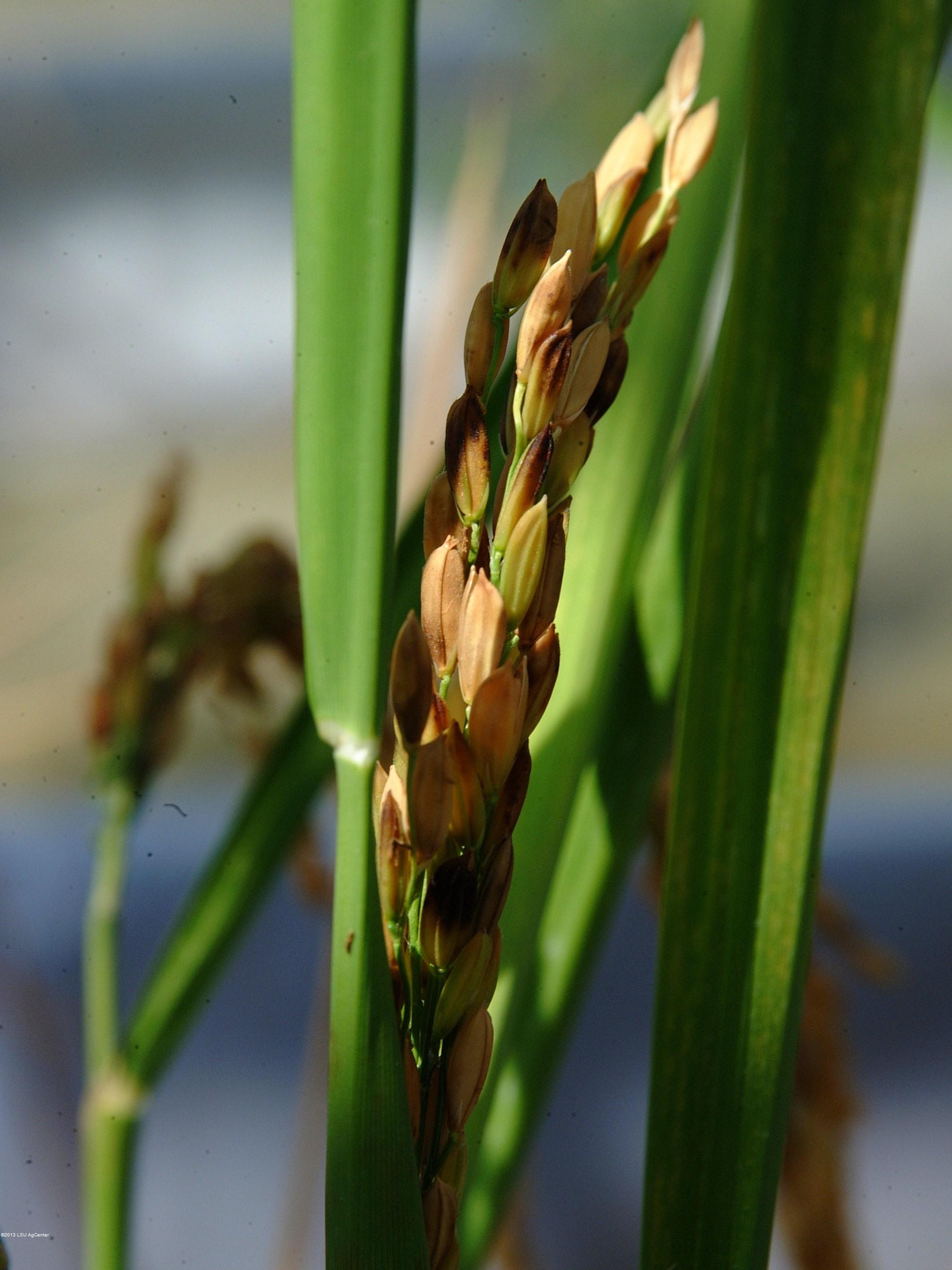 Mite injury on rice panicle by N. Hummel