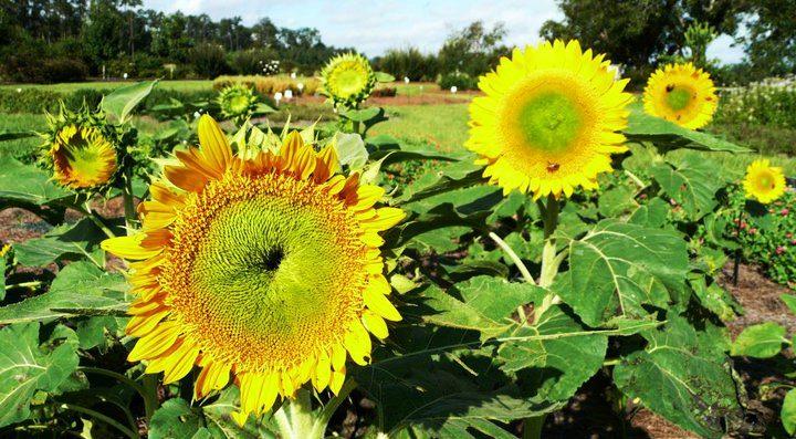 Sunflower – Ornamental Plant of the Week for July 20, 2015