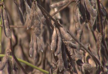 LSU AgCenter releases crop budget tools for 2021
