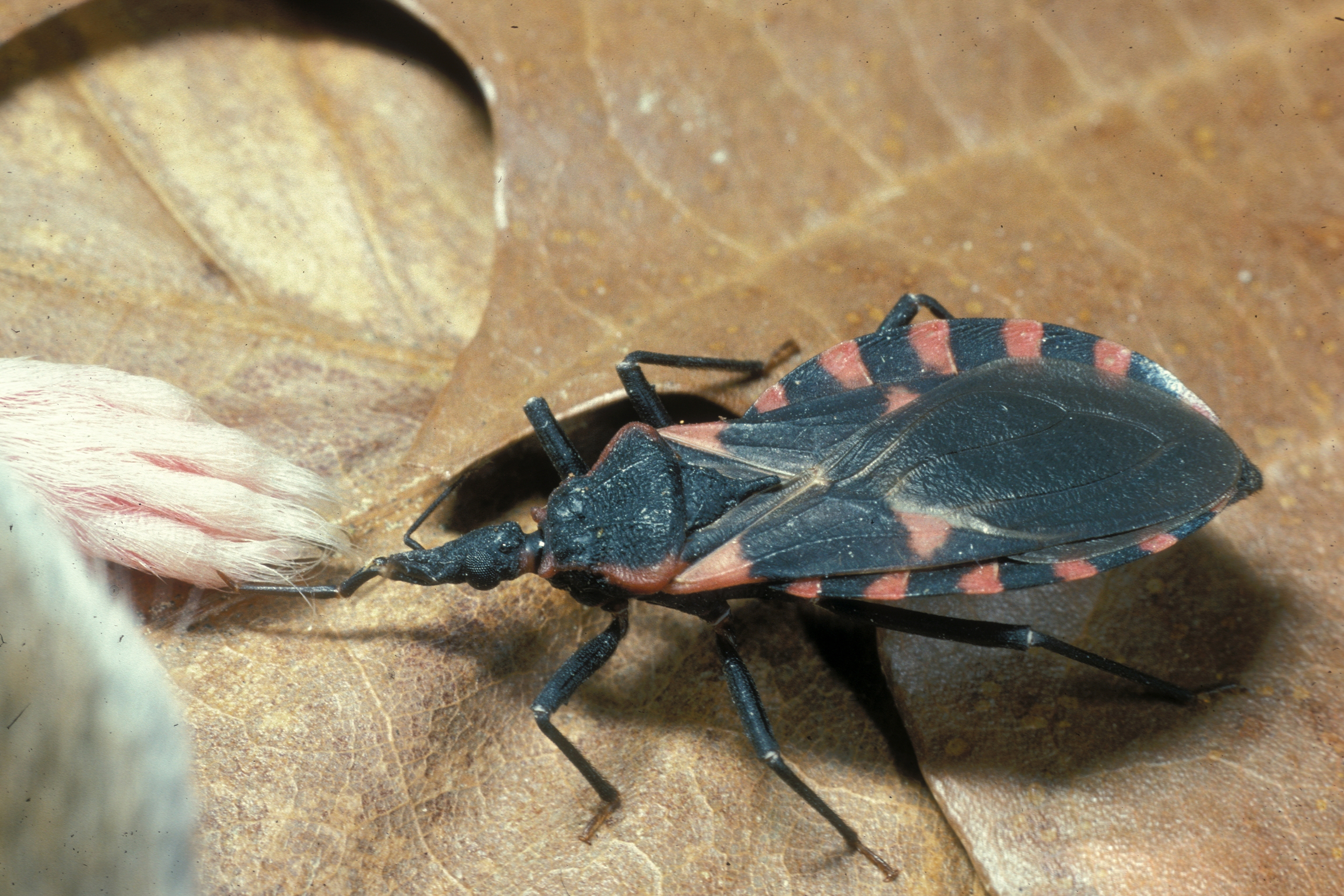 A red and black bug on a leaf. 
