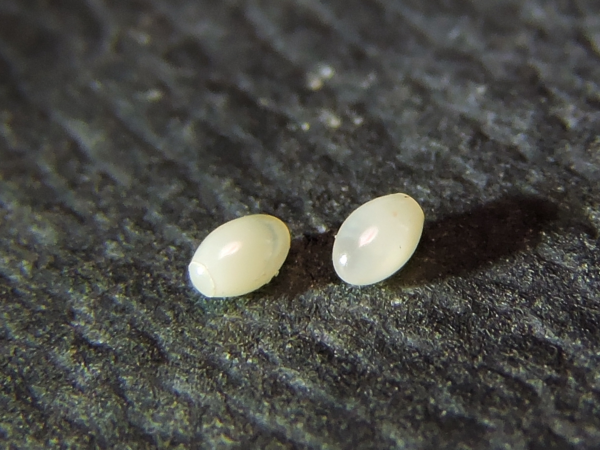 Two small white eggs on a black surface. 