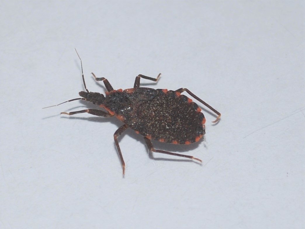 A small red and black insect is on a white background.