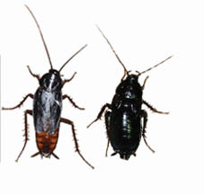 On the left is an adult male oriental cockroach with reduced wing covers. The insect on the right is an adult female oriental cockroach with no wing covers.