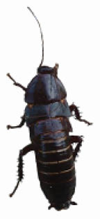 An Adult Florida cockroach. Both male and female adults lack wings.