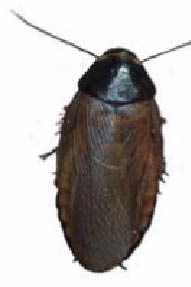 An adult Surinam cockroach at rest.