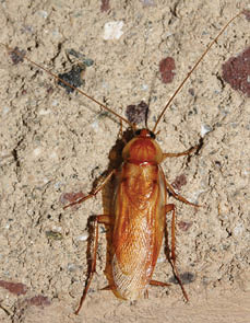 An adult male Turkestan cockroach on a brick wall.