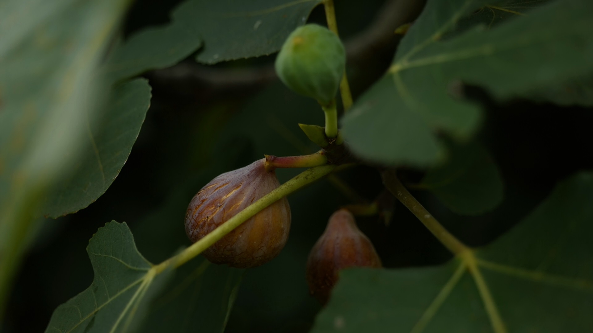 Get It Growing: Propagation is good way to produce more figs