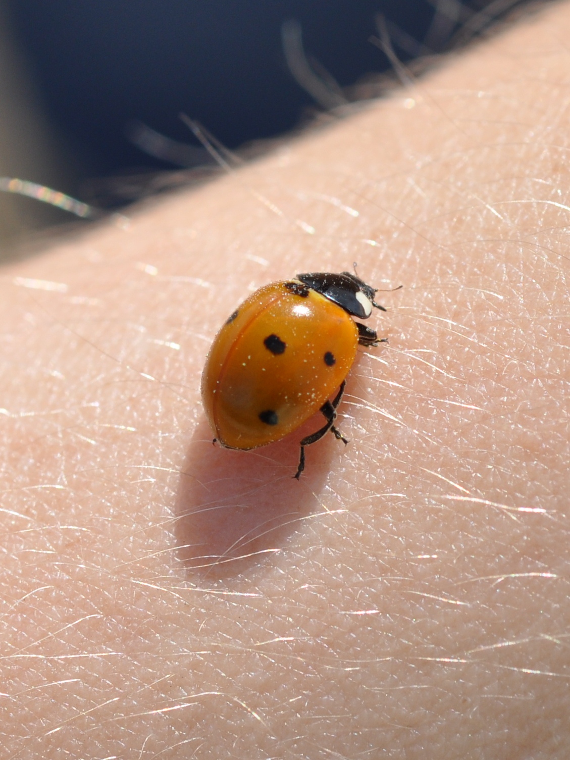 Lady Beetle Adult 2