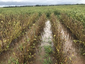 R8 soybeans in standing water.