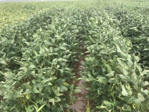 R5 Soybeans in standing water.