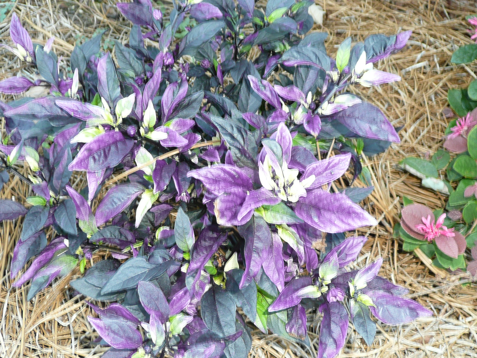 Peoples Choice Awards from Landscape Horticulture Field Day - 2009
