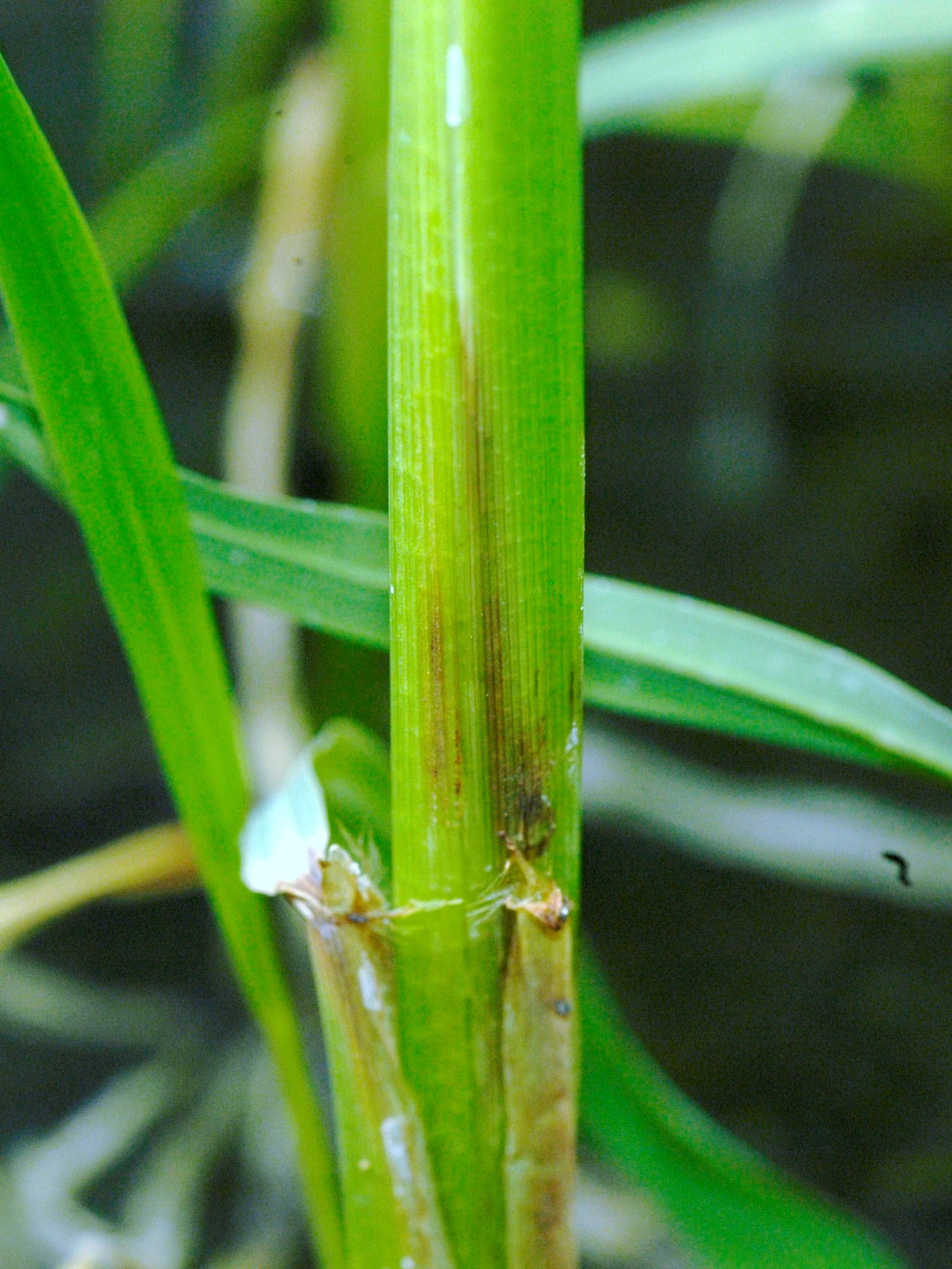 Mite Injury on Leaf Sheath