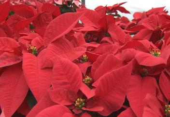 Poinsettias add holiday cheer to homes