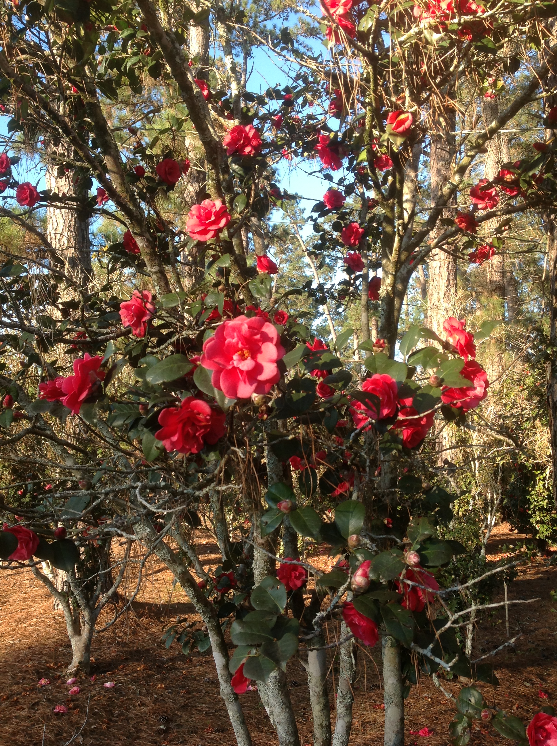 Camellia season nearing end