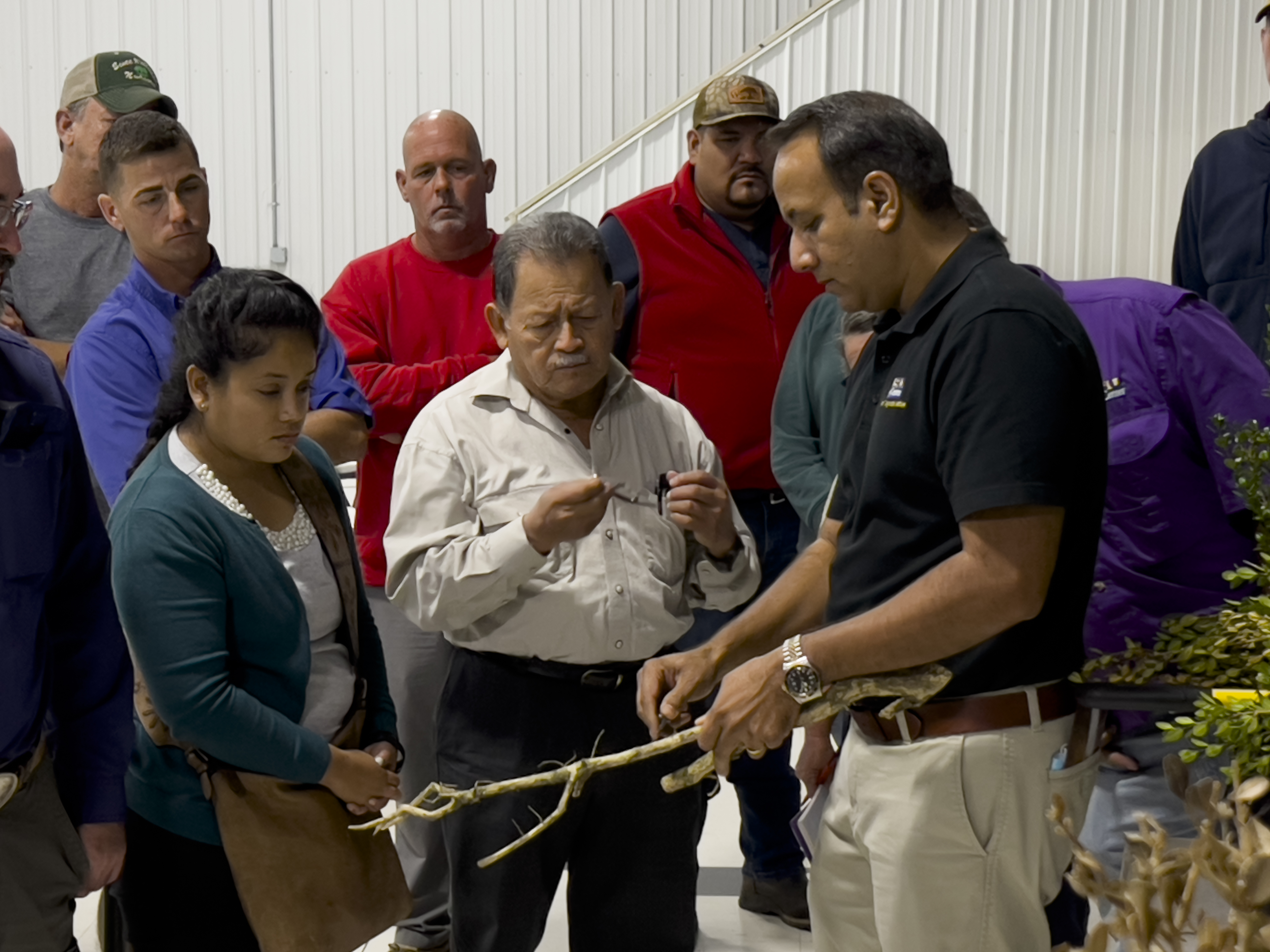 AgCenter takes boxwood disease training to Louisiana’s Nursery Capital 