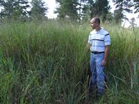 Image of switchgrass plot