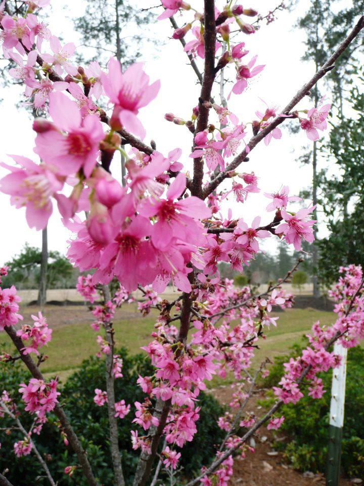 Flowering Cherries – Ornamental Plants of the Week for January 12, 2015