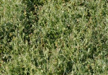 LSU AgCenter researchers aiming to improve soil health