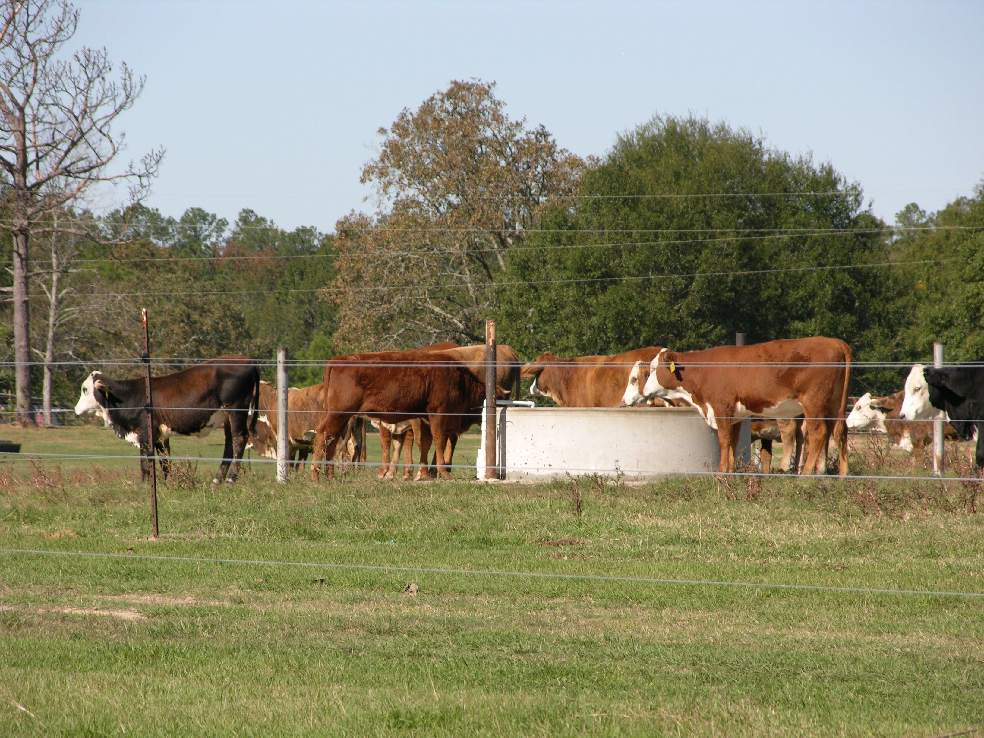Beef, forage field  days set for April 21, 28