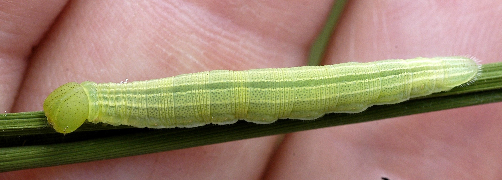 Skipper larvae and pupa.