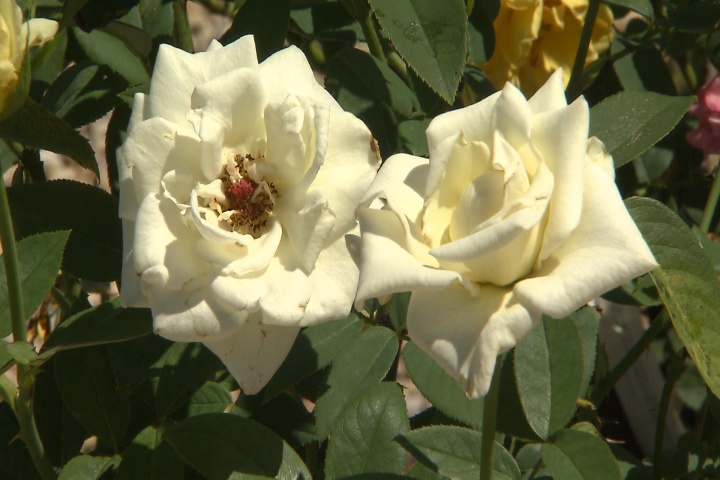 Choosing the right rose for your needs