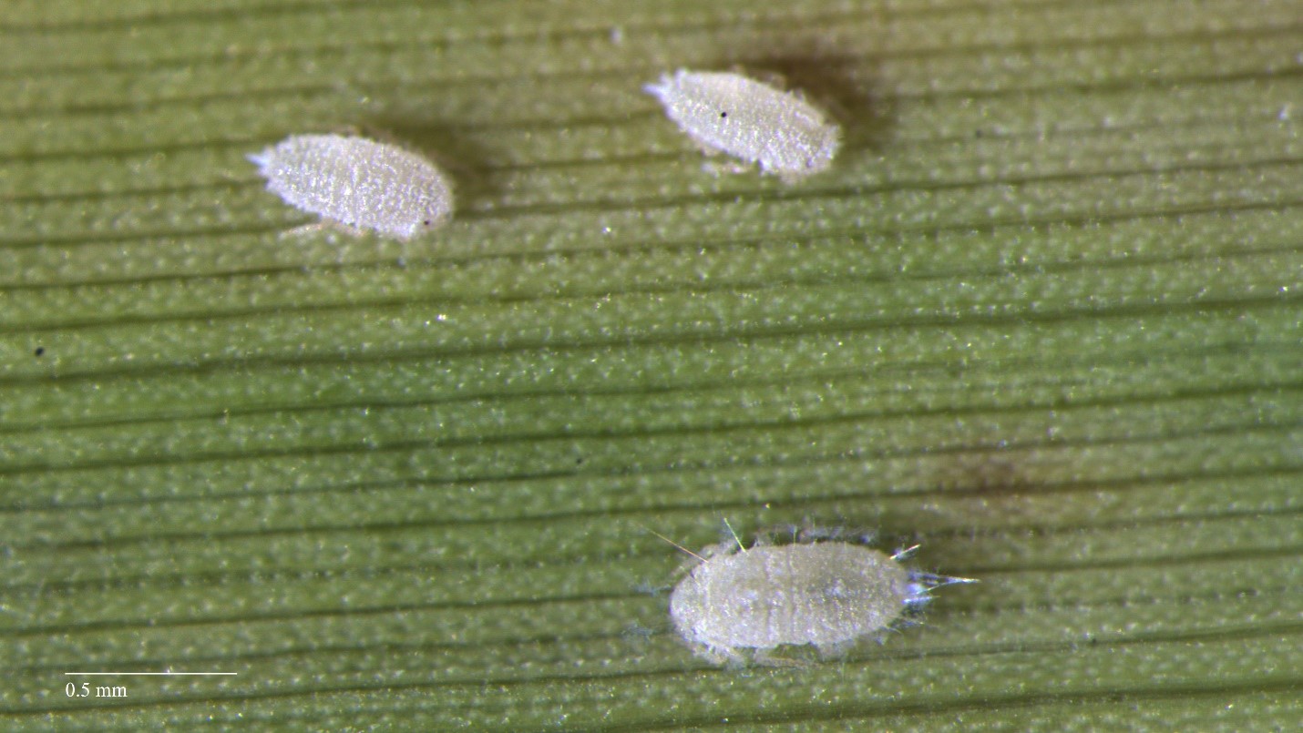 Identifying the Life Stages of Pasture Mealybug