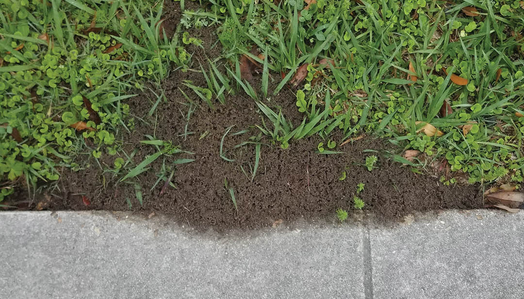 Photo of the a brown granular fire ant bed stretching horizontally along the edge of a green lawn and gray concrete sidewalk.