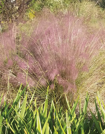 Photo with green blades of grass at the bottom reaching up towards a decoraiteve grass with long fanning blades covered in pink fluffy flowers.