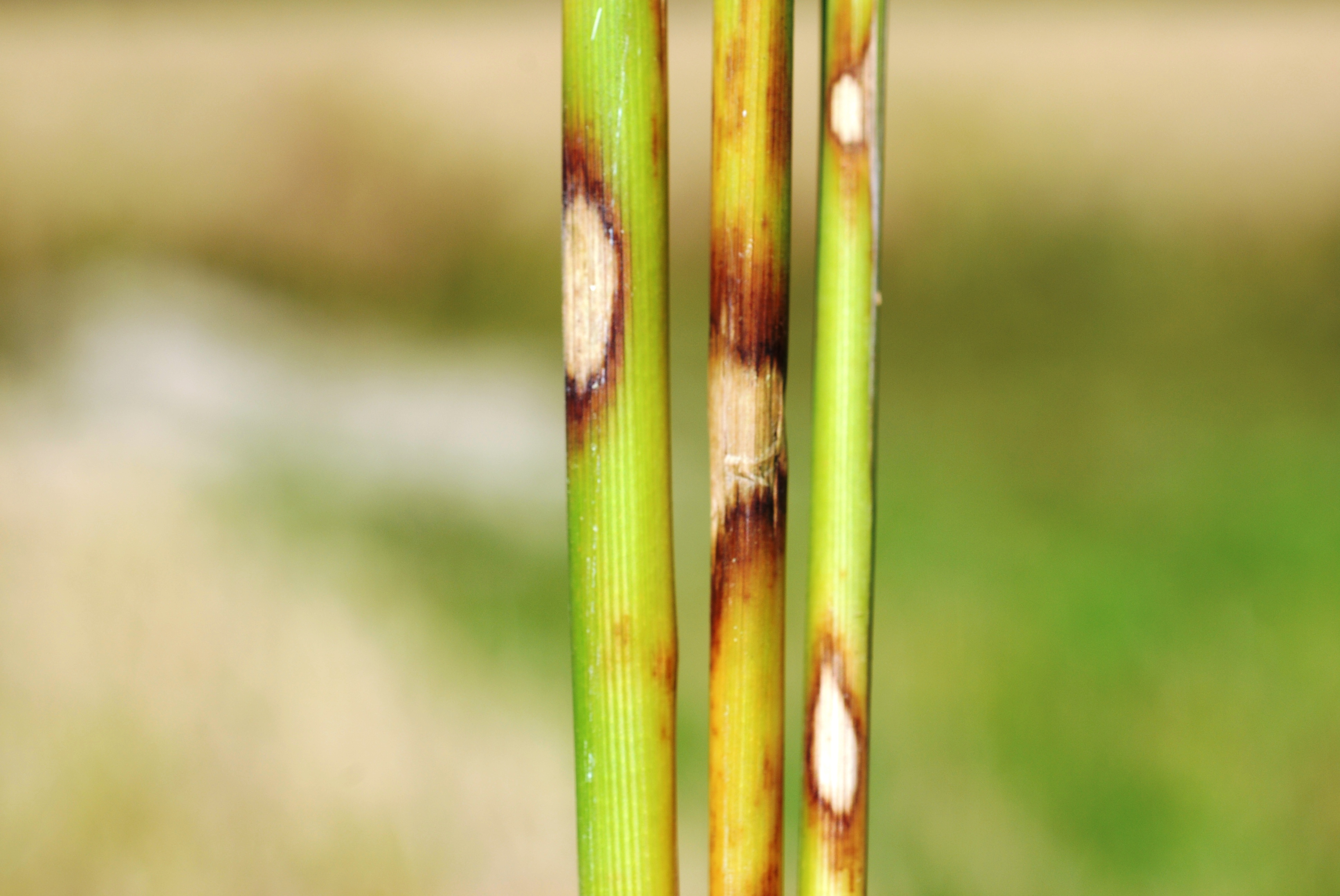 Sheath Spot Symptoms 2 