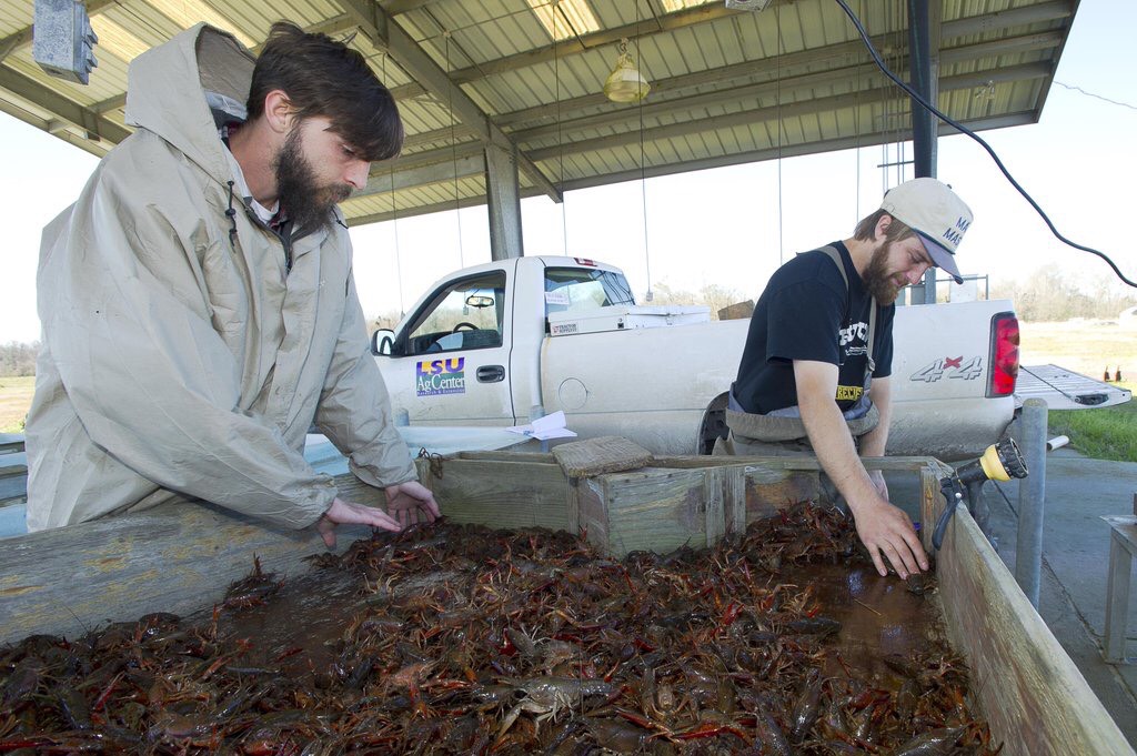 Rainy weather leads to ample crawfish crop