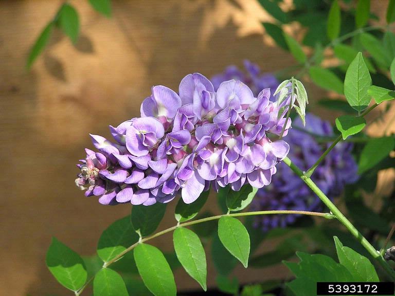 For Beautiful Blooms, Consider More Manageable Alternatives to Commonly Grown Wisterias
