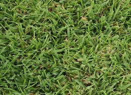 Which Turf Species Is Best for My Landscape?