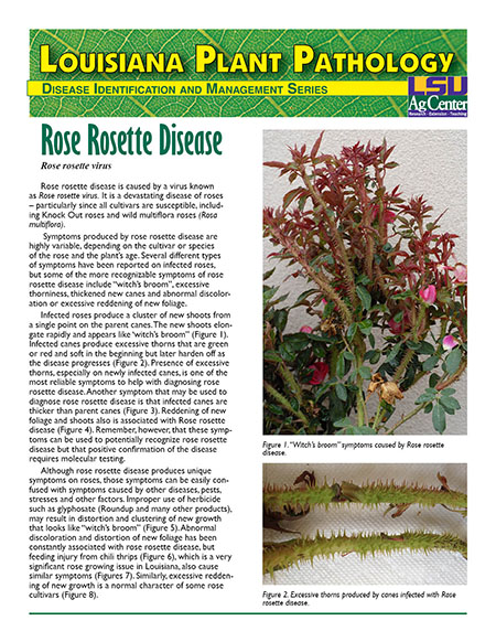 Rose Rosette Disease