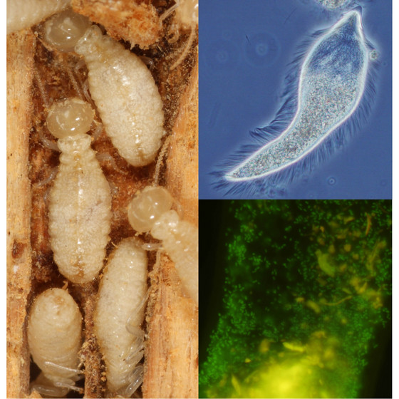 What do termites eat?
