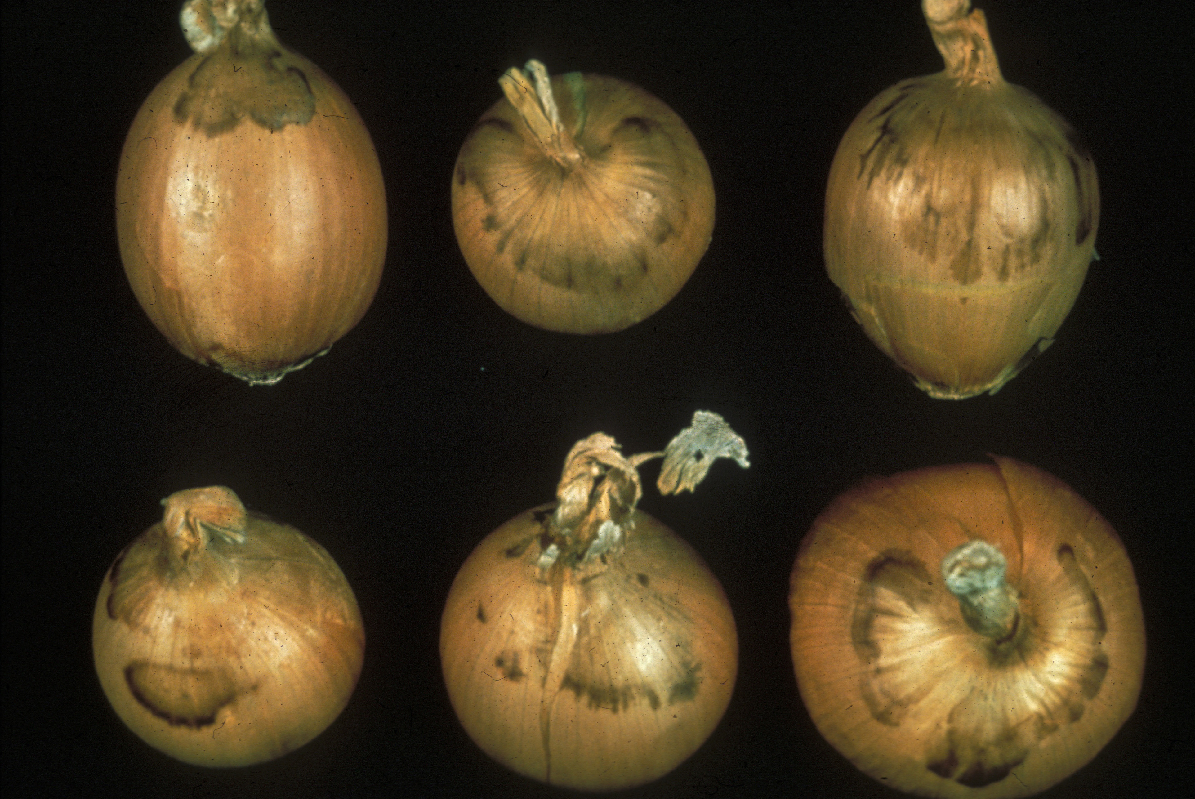 Diseases Of Onions