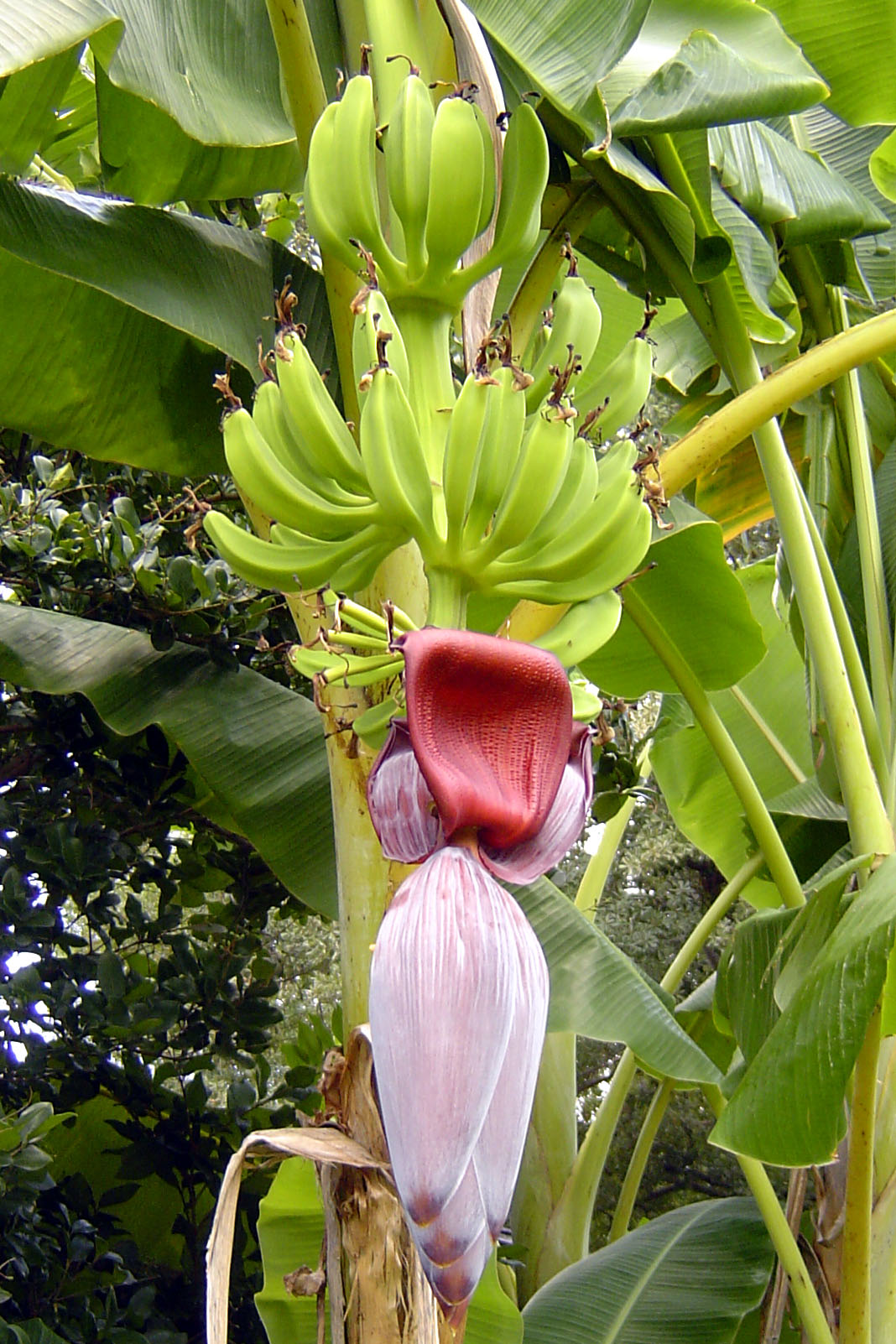 Louisiana Bananas