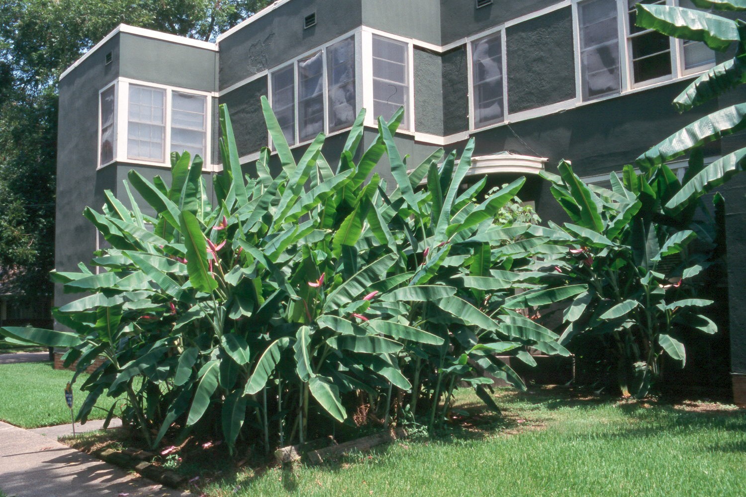 Banana in the landscape