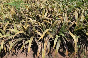 Sugarcane Aphid Numbers Increasing in Grain Sorghum