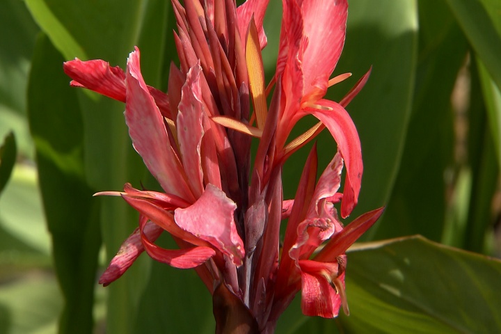 Cannas are easy to grow offer diverse choices