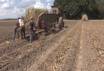 Sugarcane farmers racing to finish planting