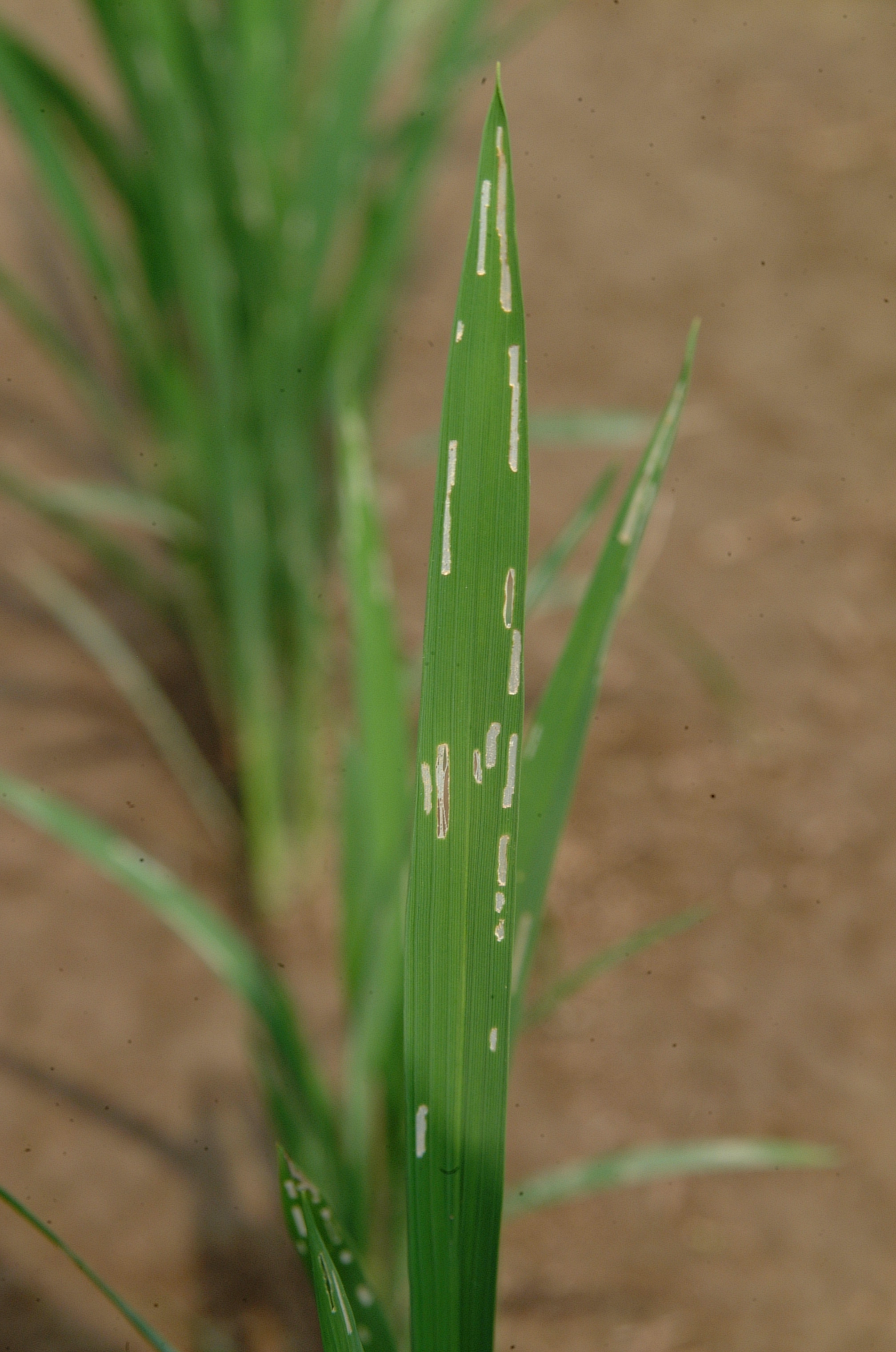 Feeding scars caused by rice water weevil adults. 