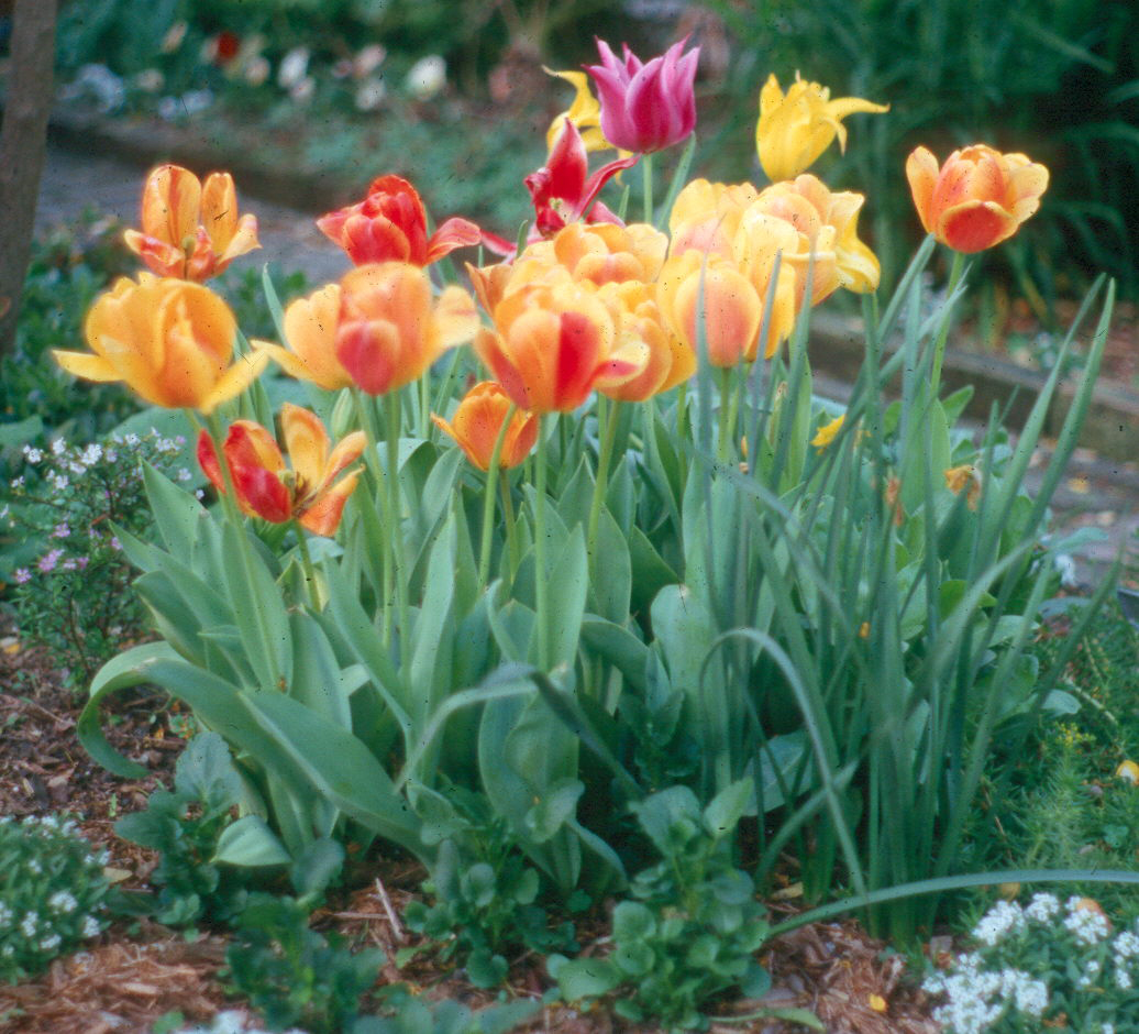 Plant spring-flowering bulbs in fall