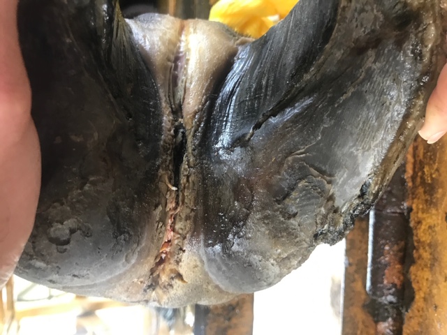 Bovine foot with ulcerated interdigital space.