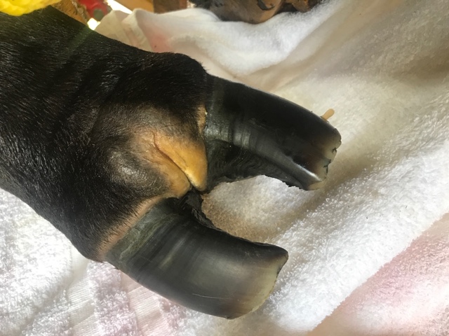 Bovine Foot with swollen pastern area.