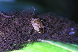 Stink Bug!!