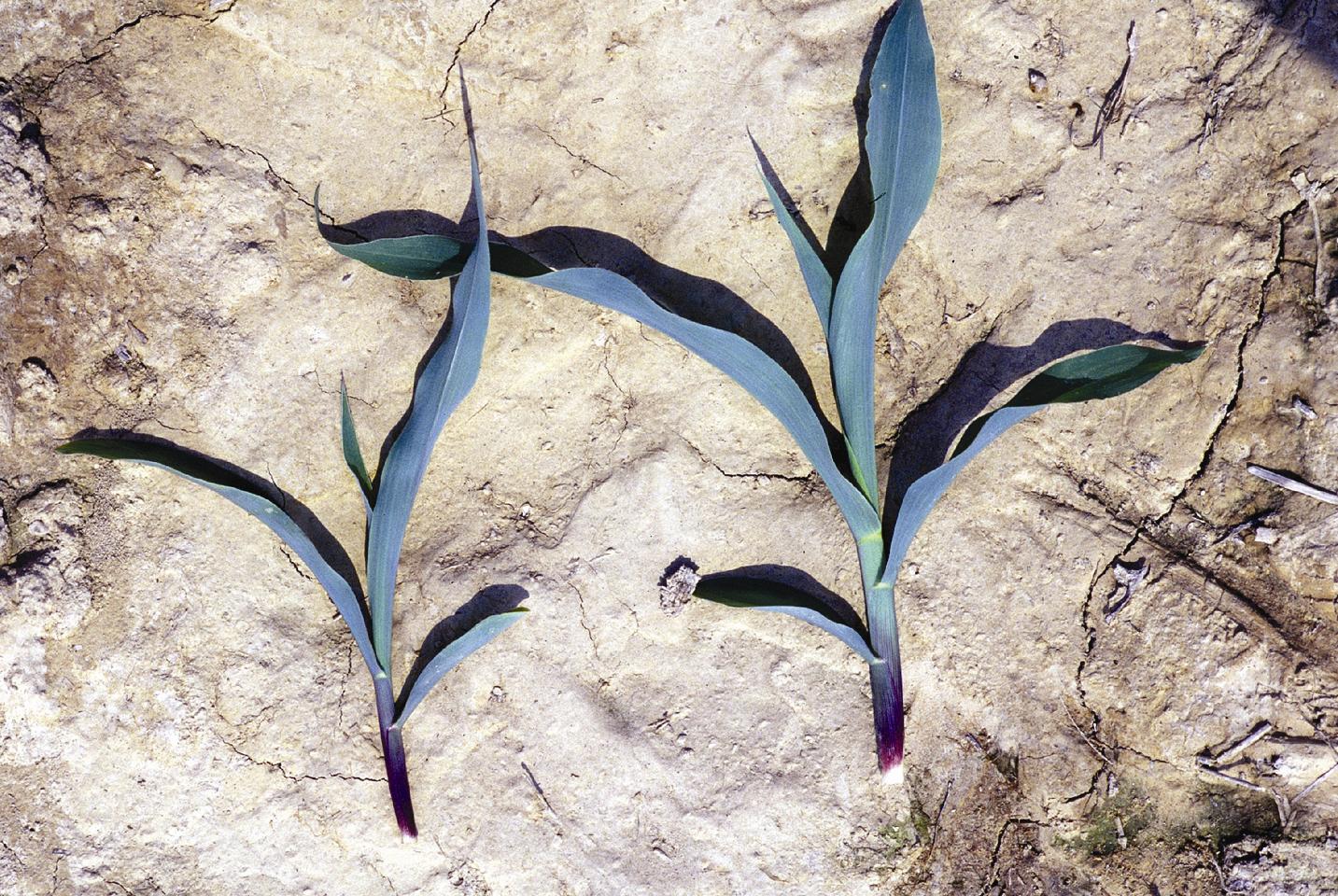 Growth Stages