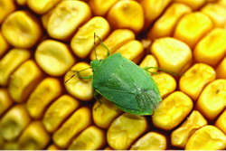 Seed Treatments: An Alternative Pesticide Delivery System