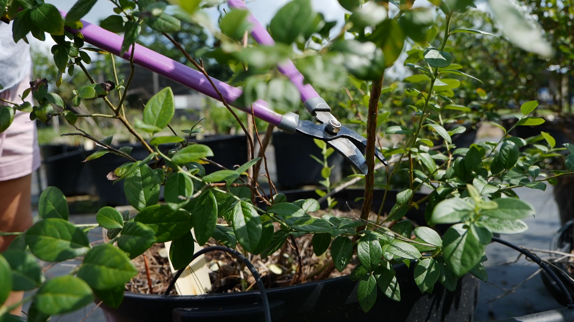 Get It Growing: Time to prune Southern highbush blueberries