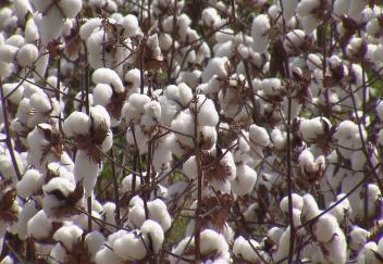 Louisiana farmers see good yields despite tough conditions
