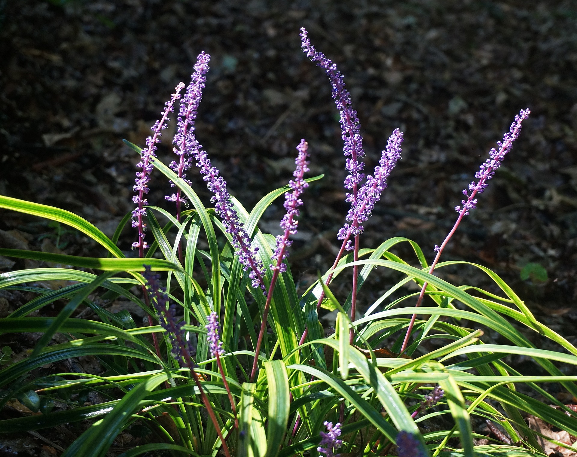 Ground Covers for Shade to Full Sun in Louisiana Landscapes